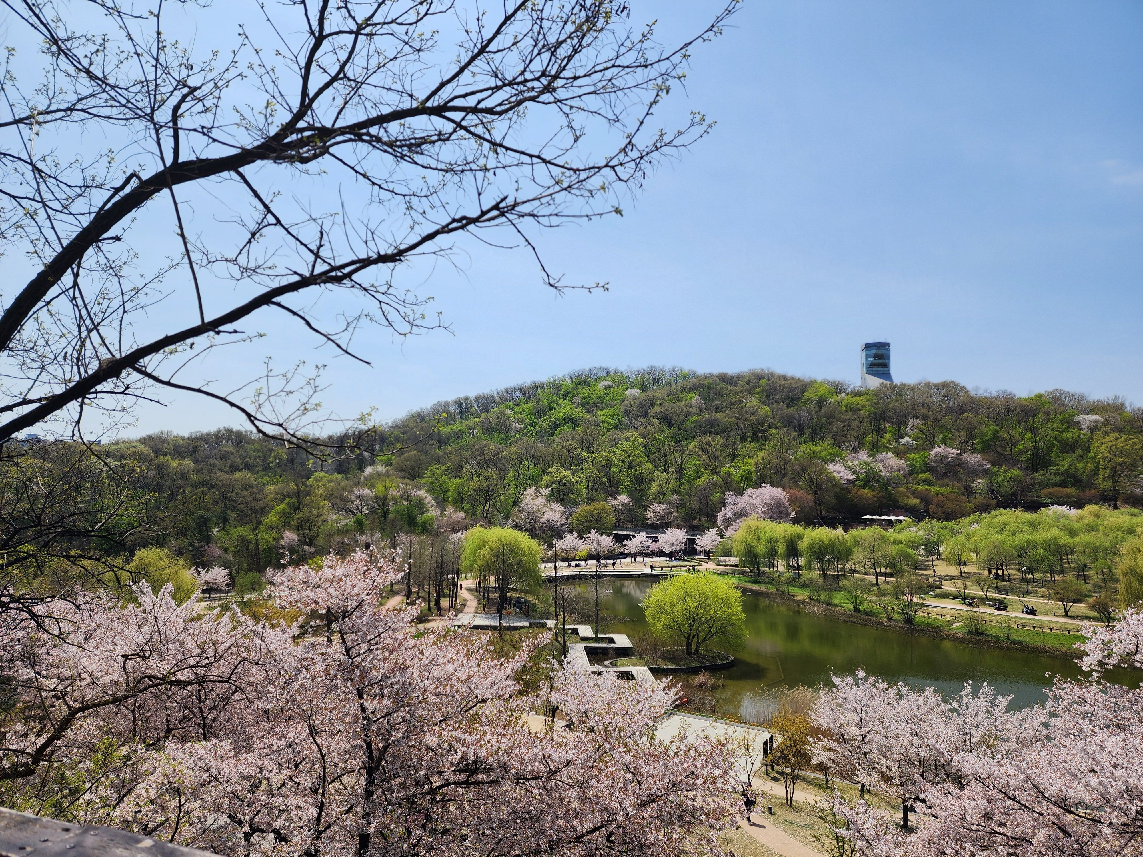 북서울꿈의숲 벚꽃놀이