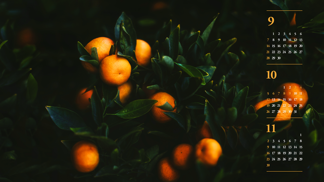 14 감귤 나무 다크 B - 2025년10월 노트북배경화면