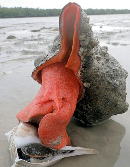 3월에 먹으면 좋은 제철 음식(봄철 음식) - 소라편 (효능, 소라가 들어가는 음식)