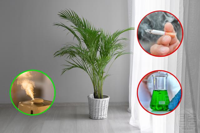 공기정화식물 추천 아레카야자