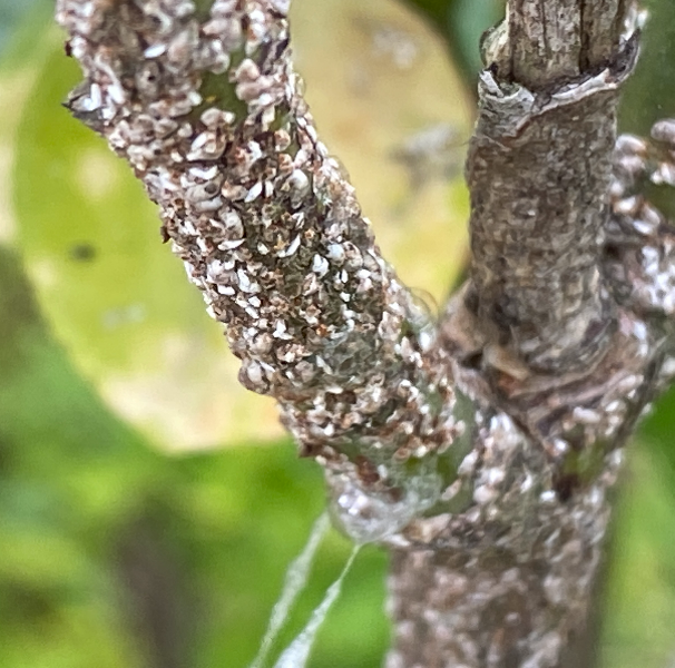 사철깍지벌레 피해2