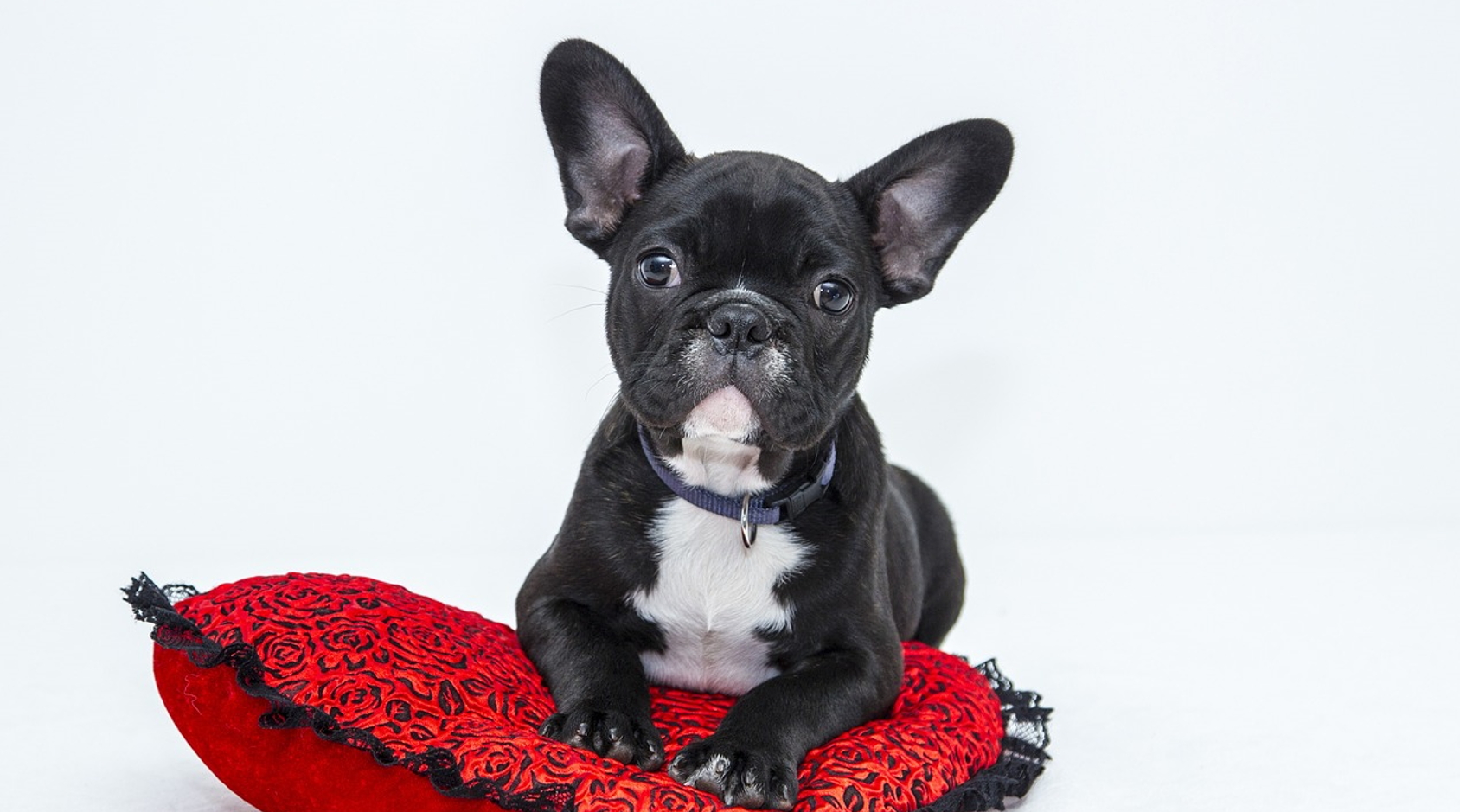 강아지 관절 건강에 좋은 음식 8가지! 꼭 알아야 할 필수 정보