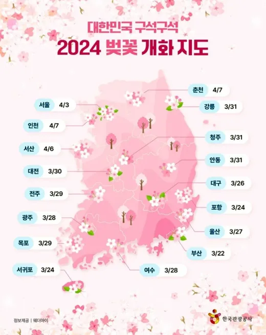 우리나라 벚꽃 개화시기