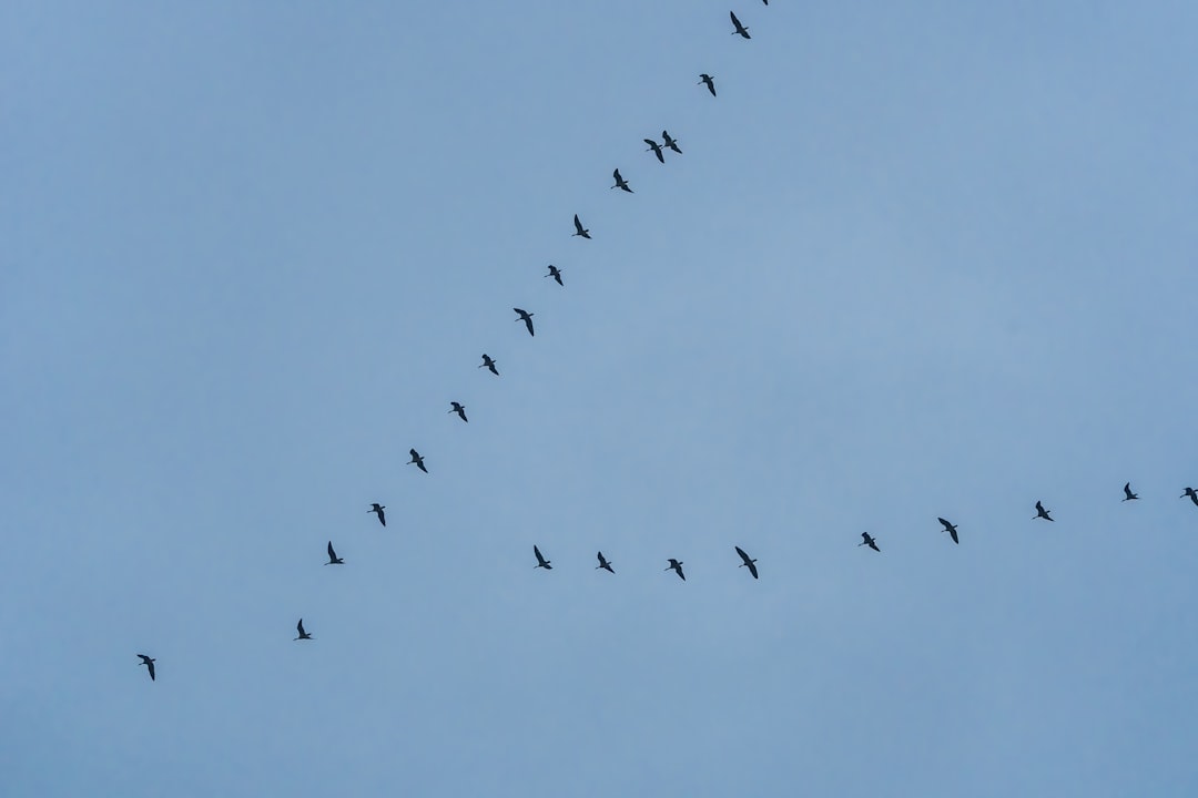Migration.