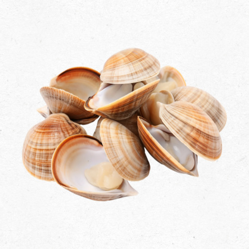 여름 끝자락 제철 조개를 채취하는 어부