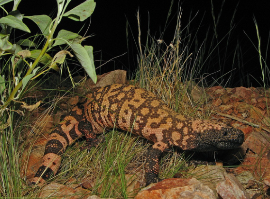 위고비 부작용&amp;#44; 효과&amp;#44; 요요현상 없을까? 삭센다와의 차이는?