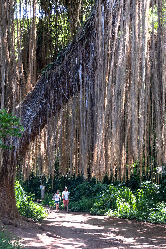 마우이 호놀루아 베이 가는 정글