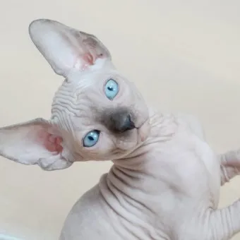 스핑크스 고양이 유전병_11