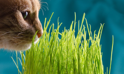 고양이 풀과 고양이 사진.