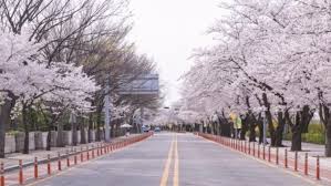 2025년 벚꽃 개화시기