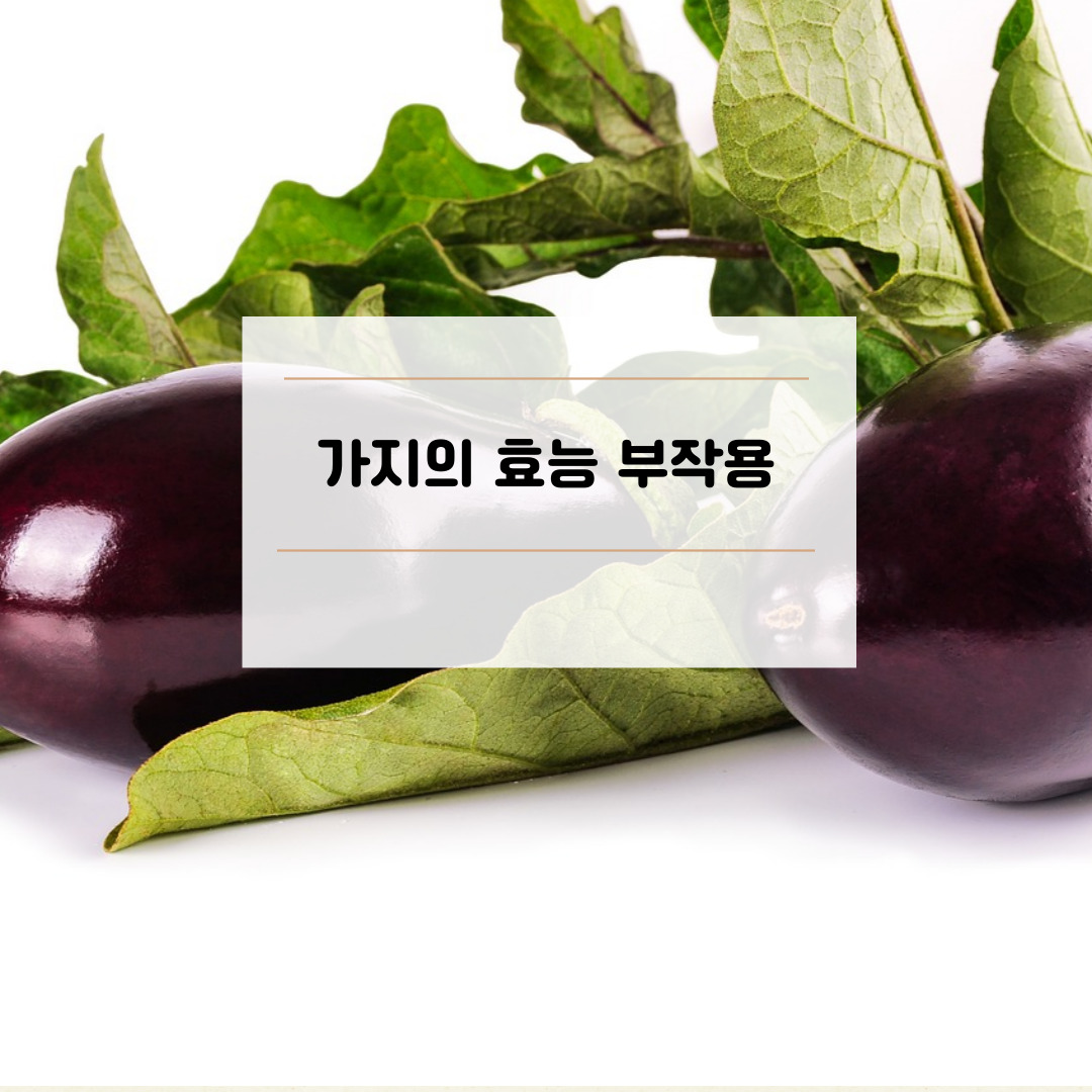 가지의 효능 부작용