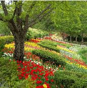 억만송이 봄꽃의 향연! 2025 피나클랜드 봄꽃축제 