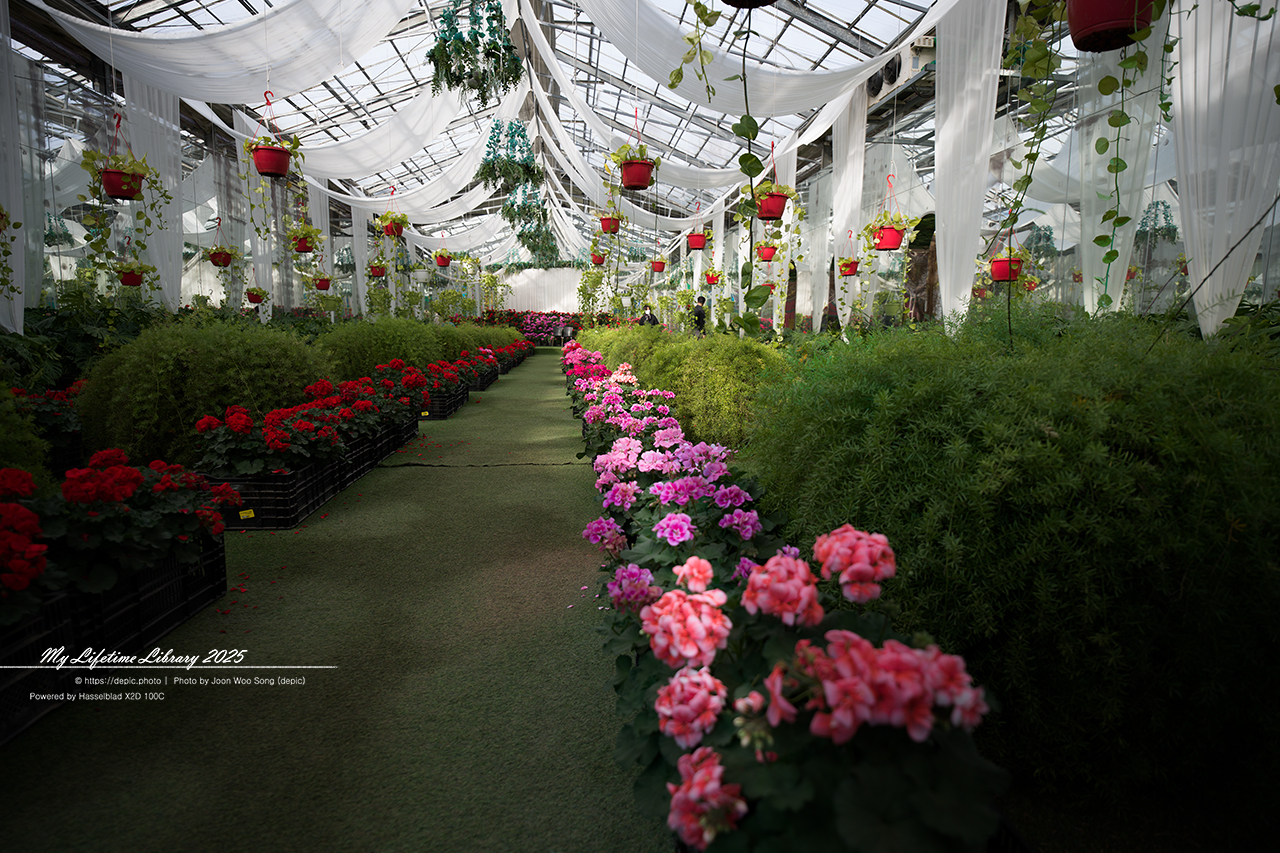 식물원 아산 세계꽃식물원 온실 꽃