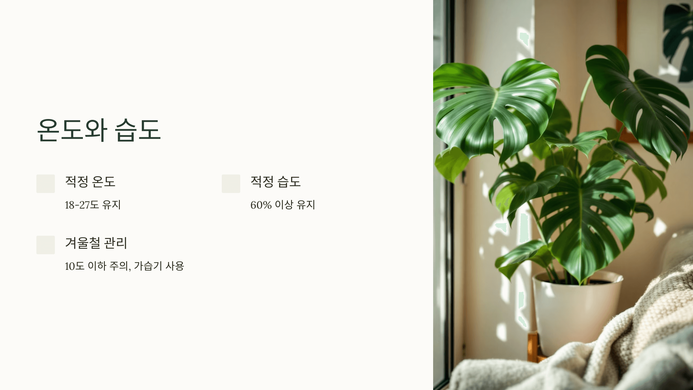 몬스테라와 관련된 사진입니다.