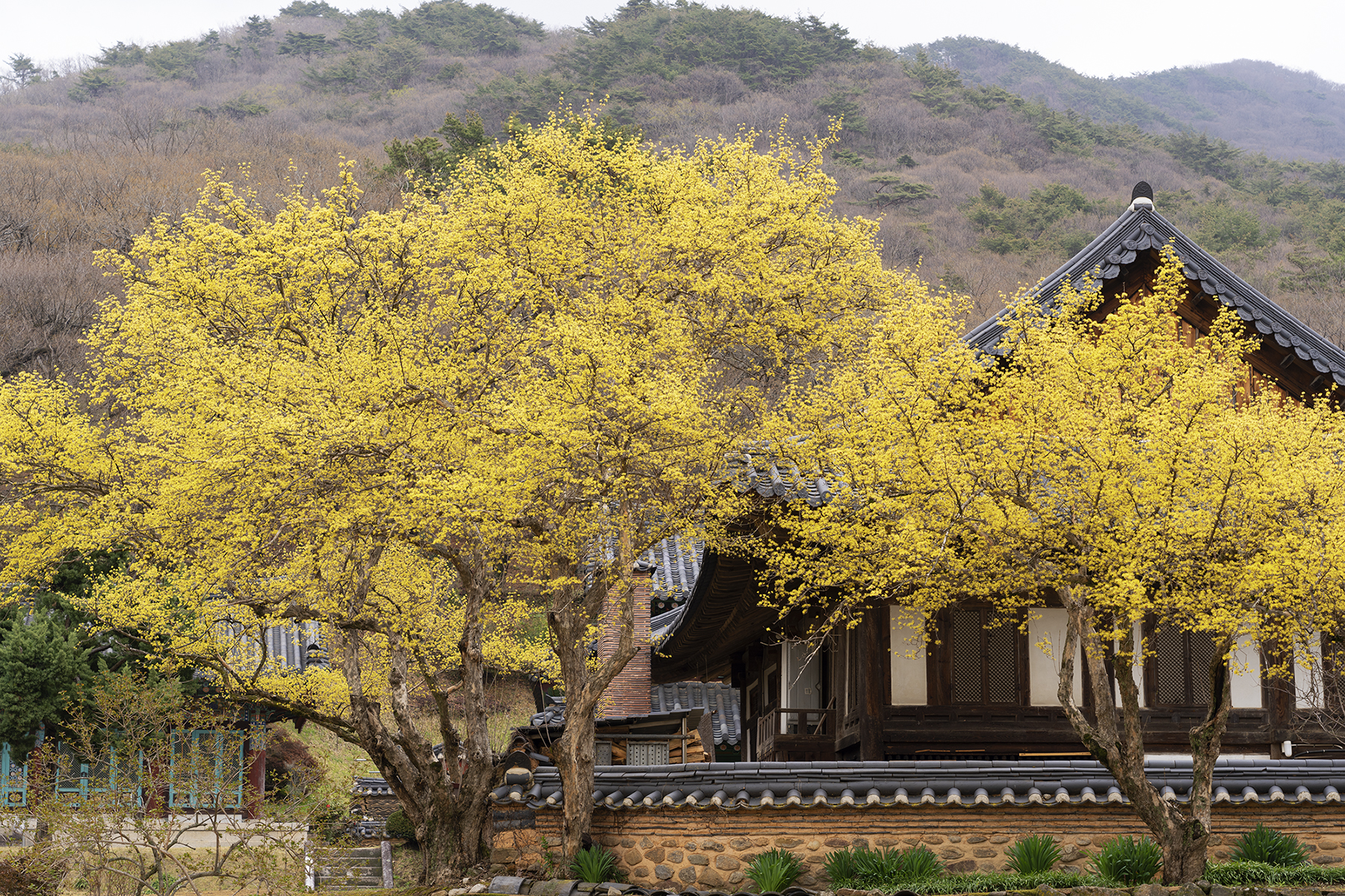 송광사_산수유꽃