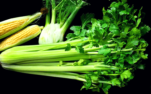 싱싱한 초록색 셀러기 한포기가 옆으로 누워있다. 대는 두툼하고 이파리는 연하다.