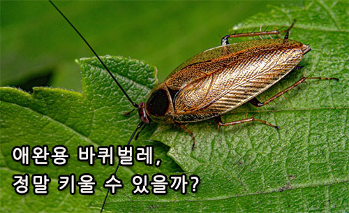 애완용 바퀴벌레, 정말 키울 수 있을까?