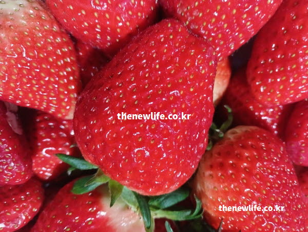 딸기 효능의 영양 성분이 꽉 찬 딸기의 단면 등을 담은 실사진