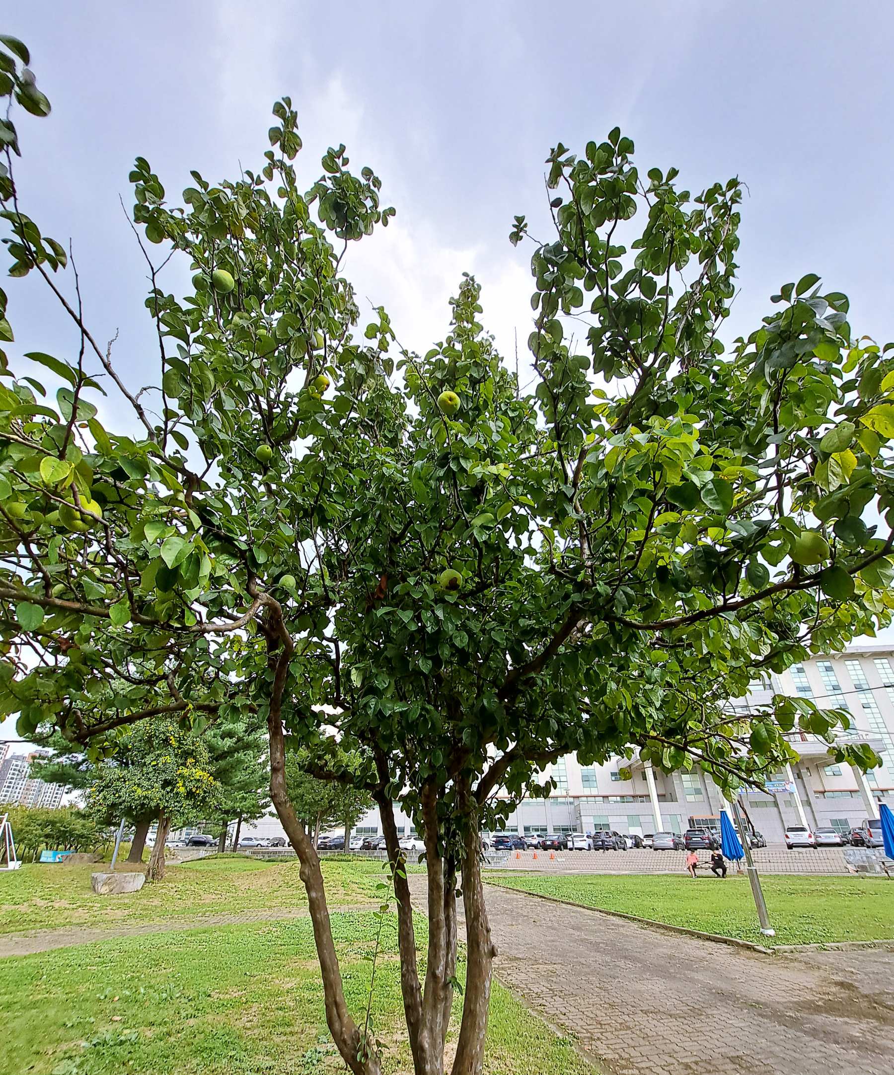 모과나무 아닌가?