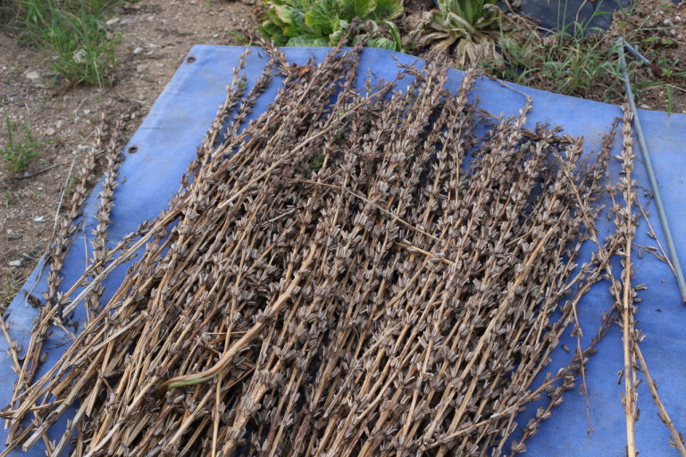 들깨 수확시기와 수확방법