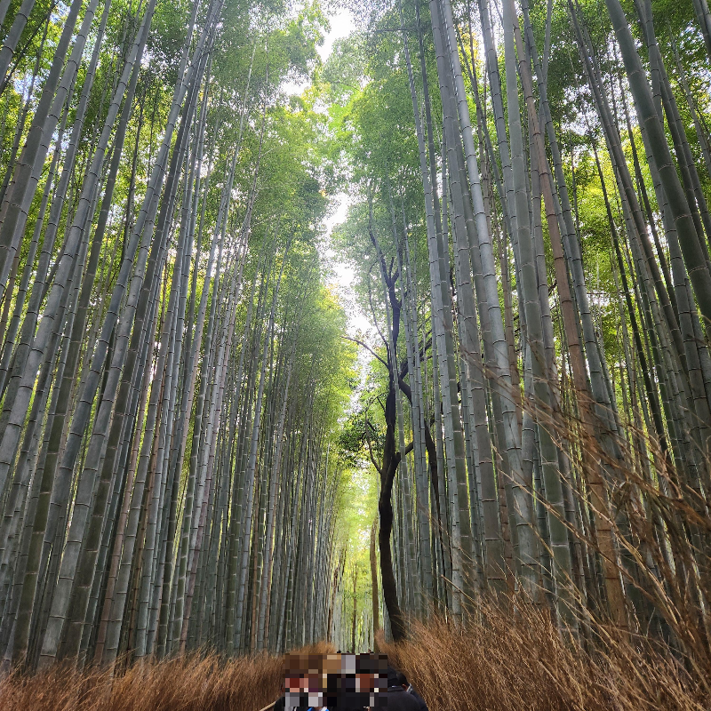 높게 자란 아라시야마 치쿠린의 대나무. 겨울에도 잎이 푸르다.