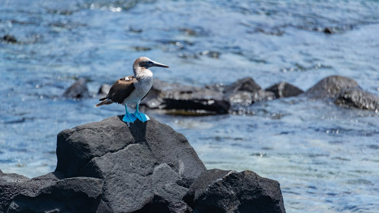 갈라파고스 제도의 독특한 생테계, 특이한 새