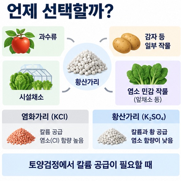 과수 감자 시설채소 염소 민감 작물에서 황산가리를 선택할 수 있는 이유를 설명한 인포그래픽