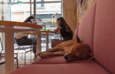 실내 동물카페 창업에 대하여 알아보기