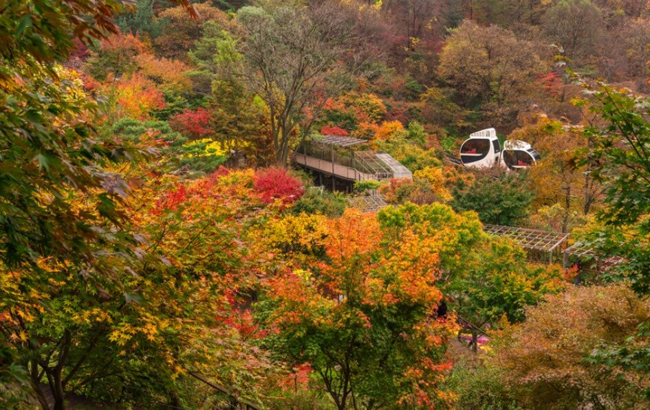 화담숲 모노레일 예약 꿀팁