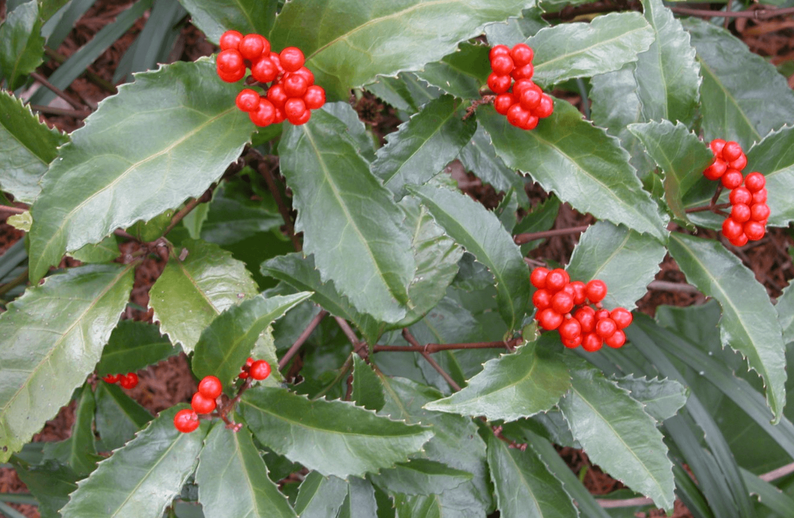 죽절초가 사라지는 이유: 멸종위기 동식물 관점의 계곡 서식지 변화