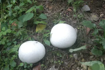 &amp;quot;댕구알버섯