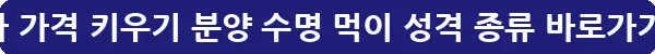베타 가격 키우기 분양 수명 먹이 성격 종류_13