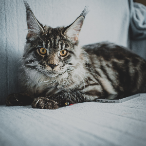 고양이-품종-17가지-종류-완벽-총정리