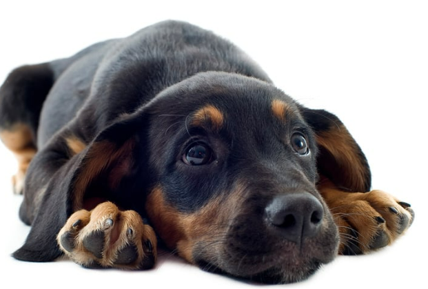 도베르만 성격, 털빠짐 질병 등 완벽 정리