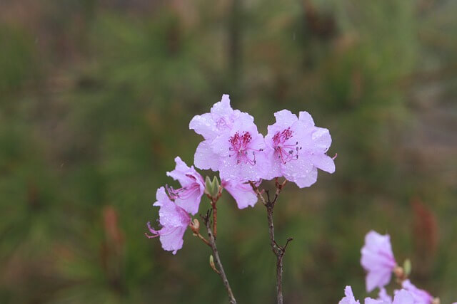 고려산 진달래 축제