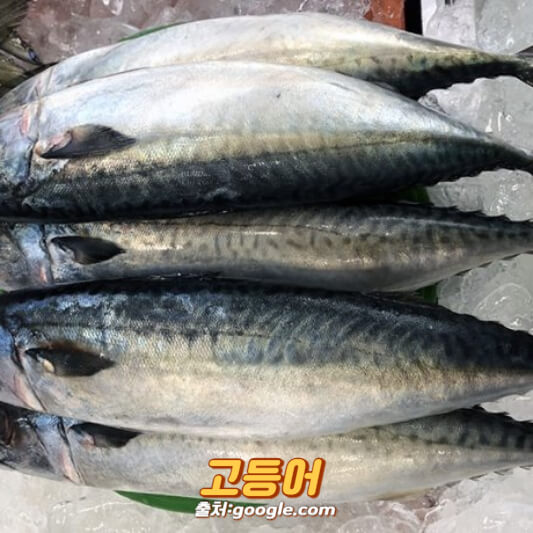 고등어