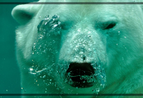 지구가 아파요. 멸종 위기 동물식물 사라지는 것들