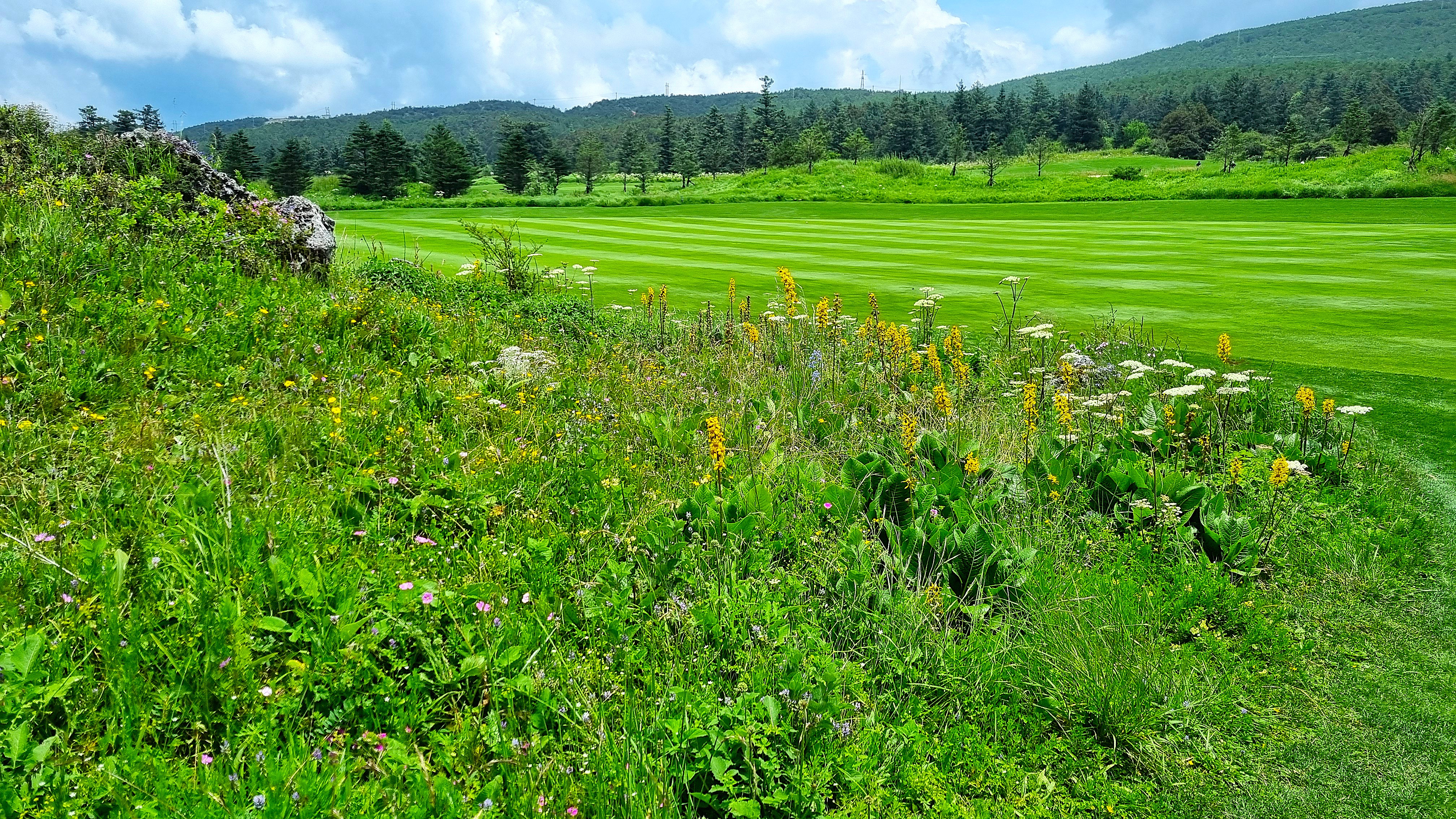 중국 여강 옥룡설산 골프장의 잘 정돈된 페어웨이와 그 옆에 피어난 다양한 야생화들. 선명한 녹색 잔디와 다채로운 꽃들이 어우러진 자연의 풍경.