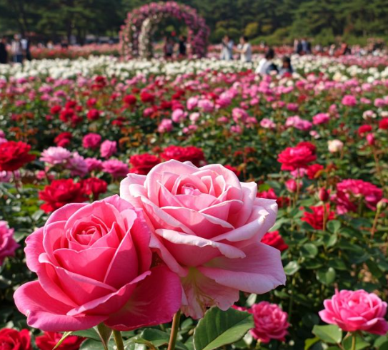 중랑서울장미축제가이드