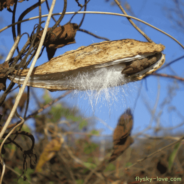 박주가리 먹는 방법