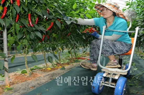 &amp;quot;고추