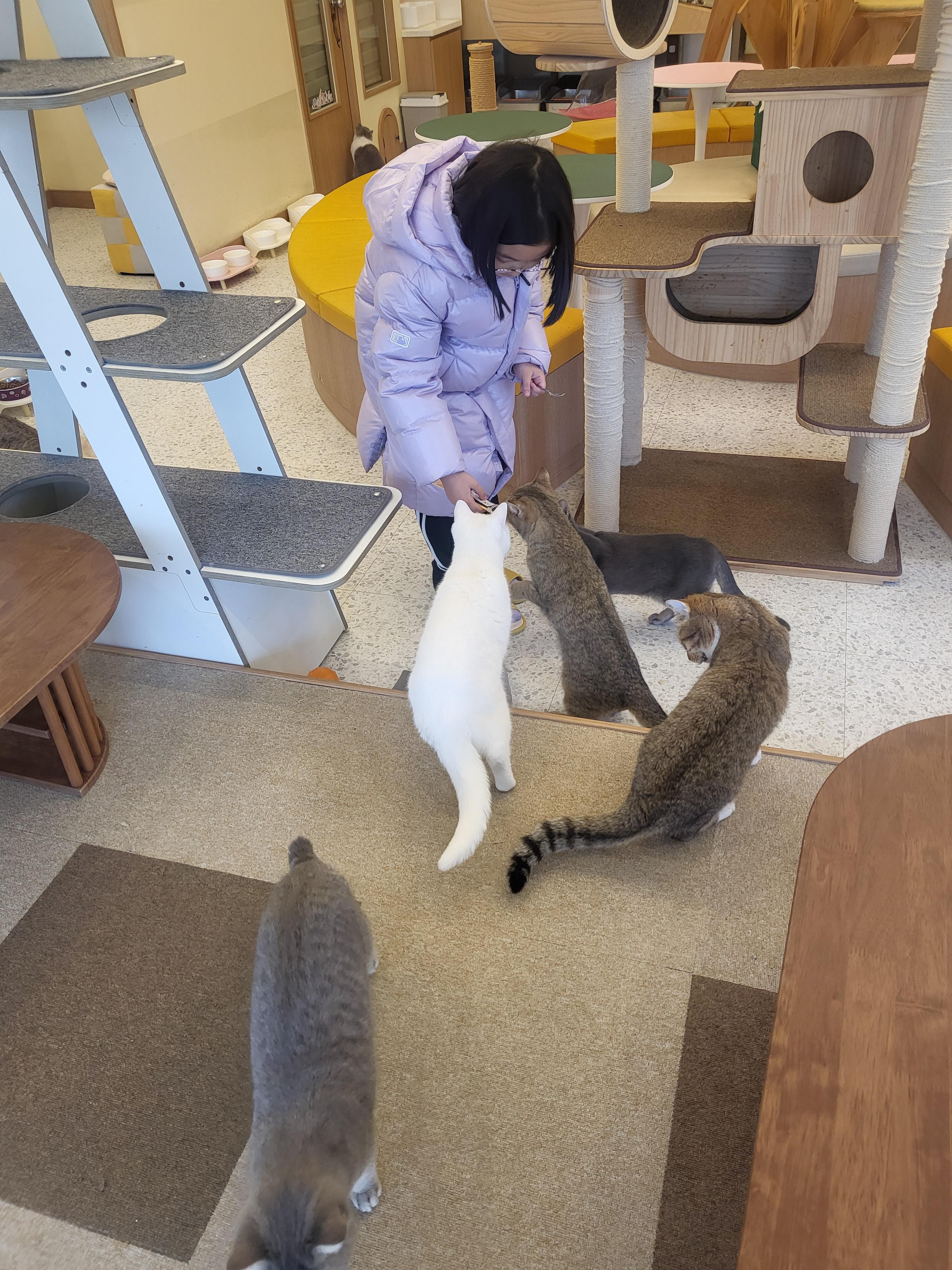 청주 성안길 아이와 가볼만한 곳&amp;#44; 고양이 카페 &amp;#39;냥이싸롱&amp;#39; 힐링 후기 (입장료/간식/방학나들이)