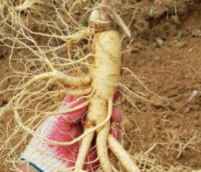 수억인삼