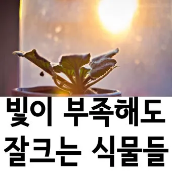 북향집 식물 선택 저조도관리 물주기 식물등 활용 방법_7