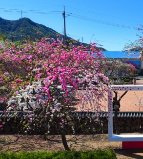 삼색 능수도화 사진