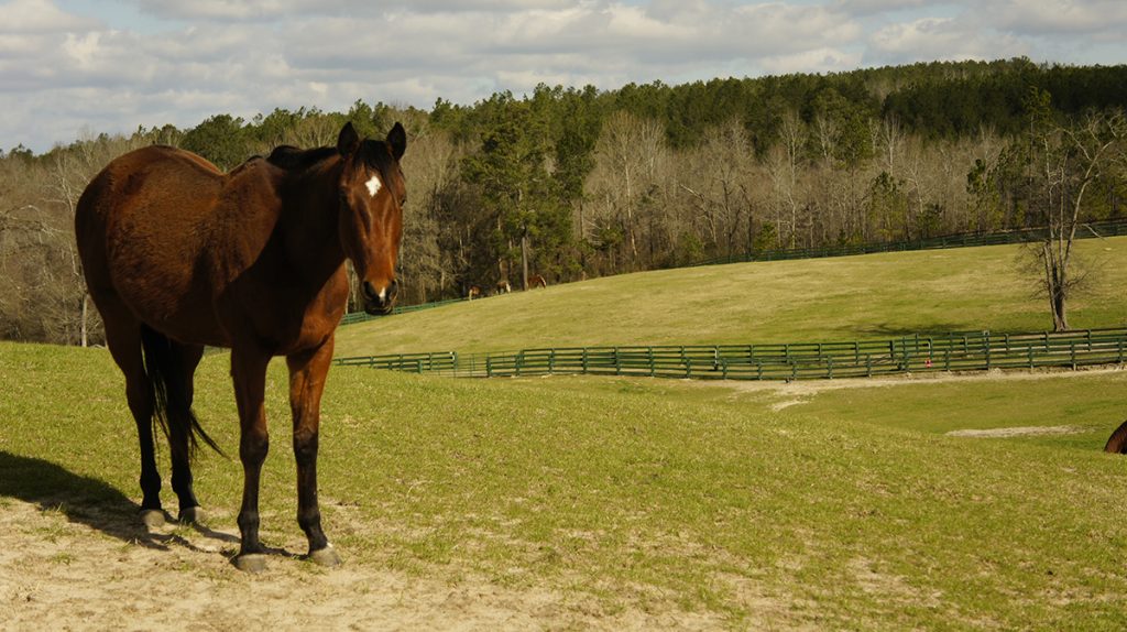 갑오일주의 물상