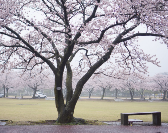 제주대학교 벚꽃터널사진2