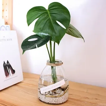 물에서 키우는 실내 식물 추천_44