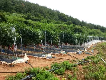 관수 방식 비교 드립 점적 스프링클러 살수장치 선택_4