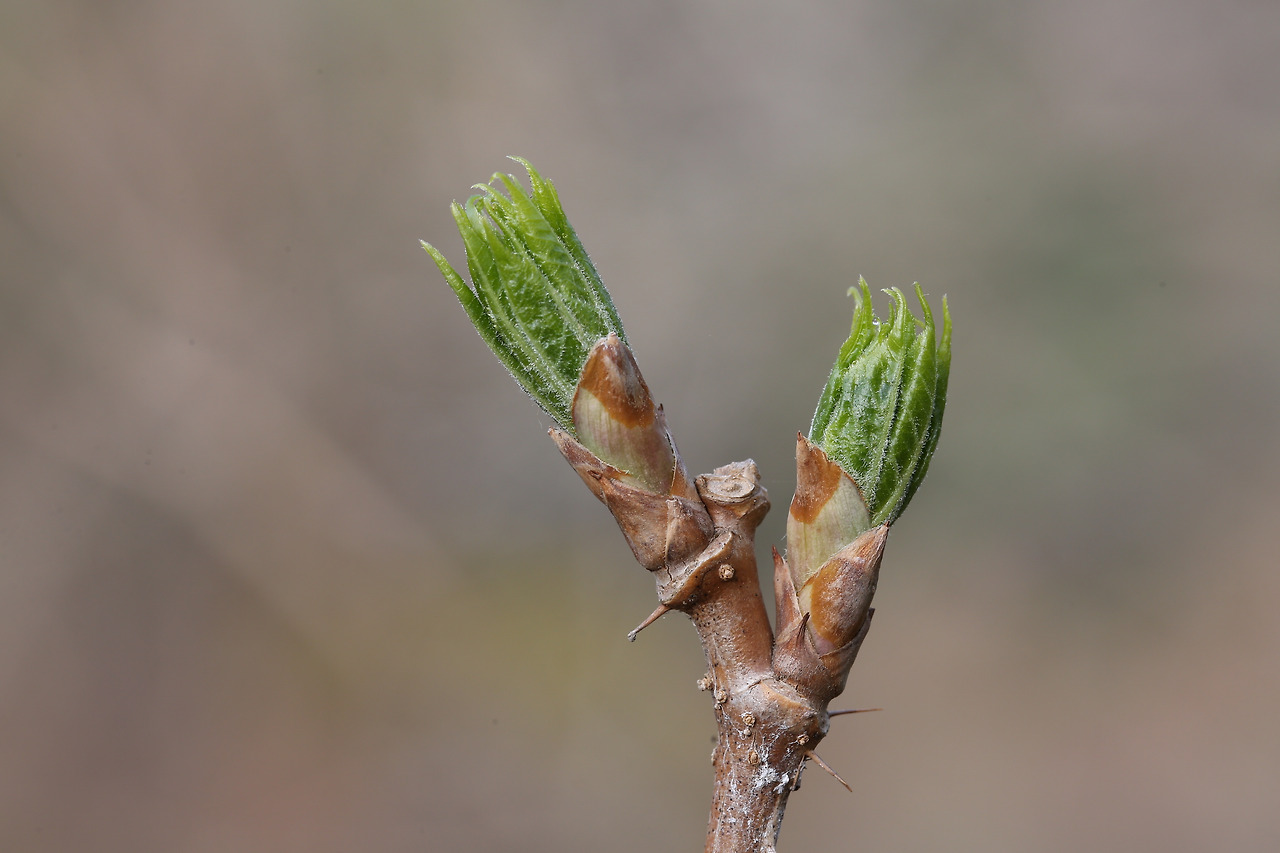 가시오가피순의 효능과 부작용 그리고 알아두어야 할 모든 것